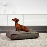 Bruine hond op een grijs Cobana hondenbed van sackit in een modern interieur met stevige stiksels en comfortabele vorm voor dagelijks gebruik binnenshuis
