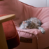 Roze zitzak van sackit met een slapende langharige kat in een comfortabele lounge stoel voor binnen of buiten