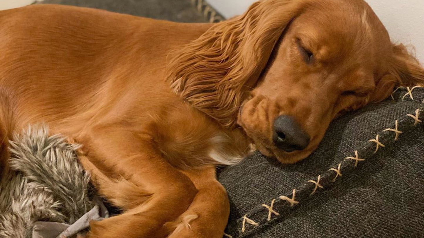 Dog bed - Exclusief hondenkussen in sterke materialen