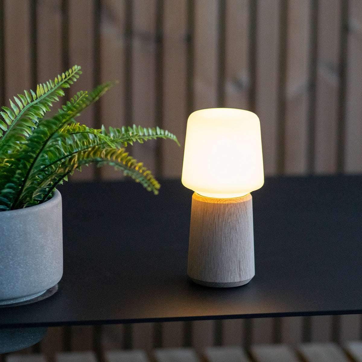 sackit Ambience tafellamp met warme verlichting en een massief eikenhouten lampvoet naast een groene varen op een donkere tafel binnenshuis