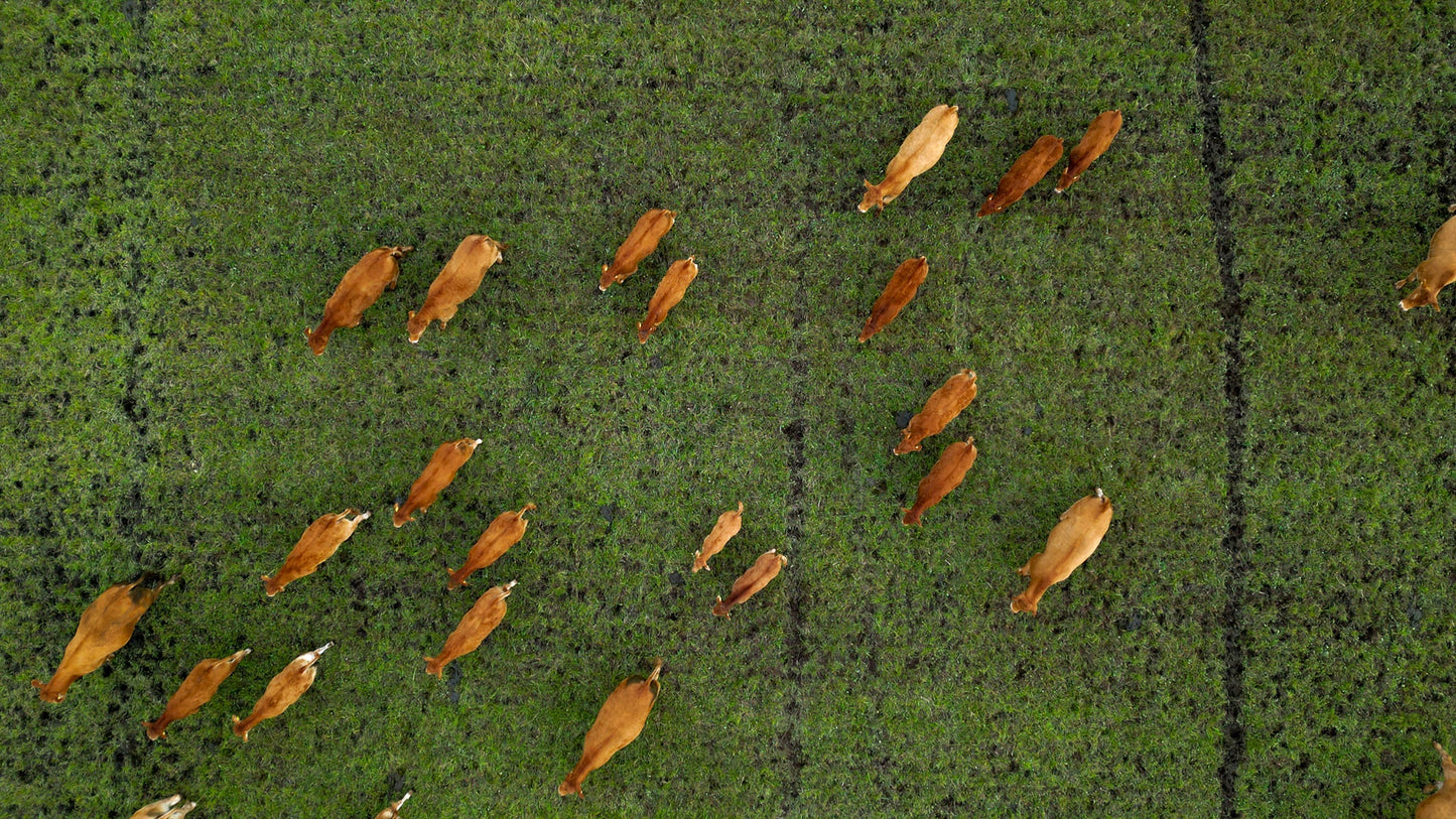 Nordic Bar Stool - Oak with stitches - Barkruk in Deens design