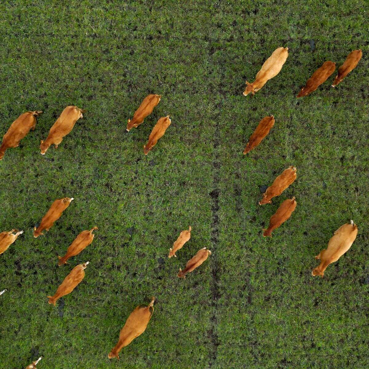 Frame Bar Stool - Leather w/ backrest - Barkruk van leer en gepoedercoat staal met rugleuning